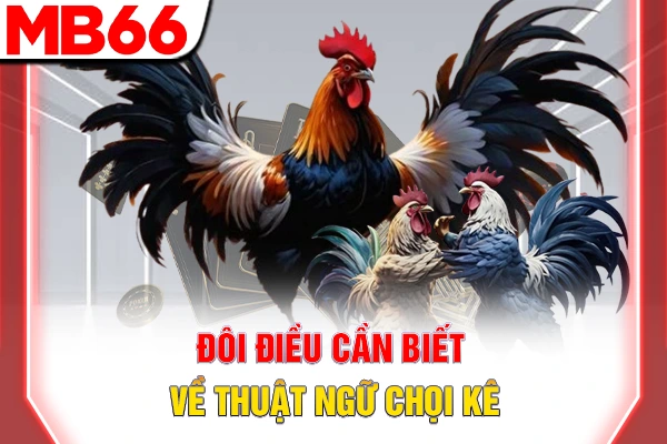 Đôi điều cần biết về thuật ngữ chọi kê